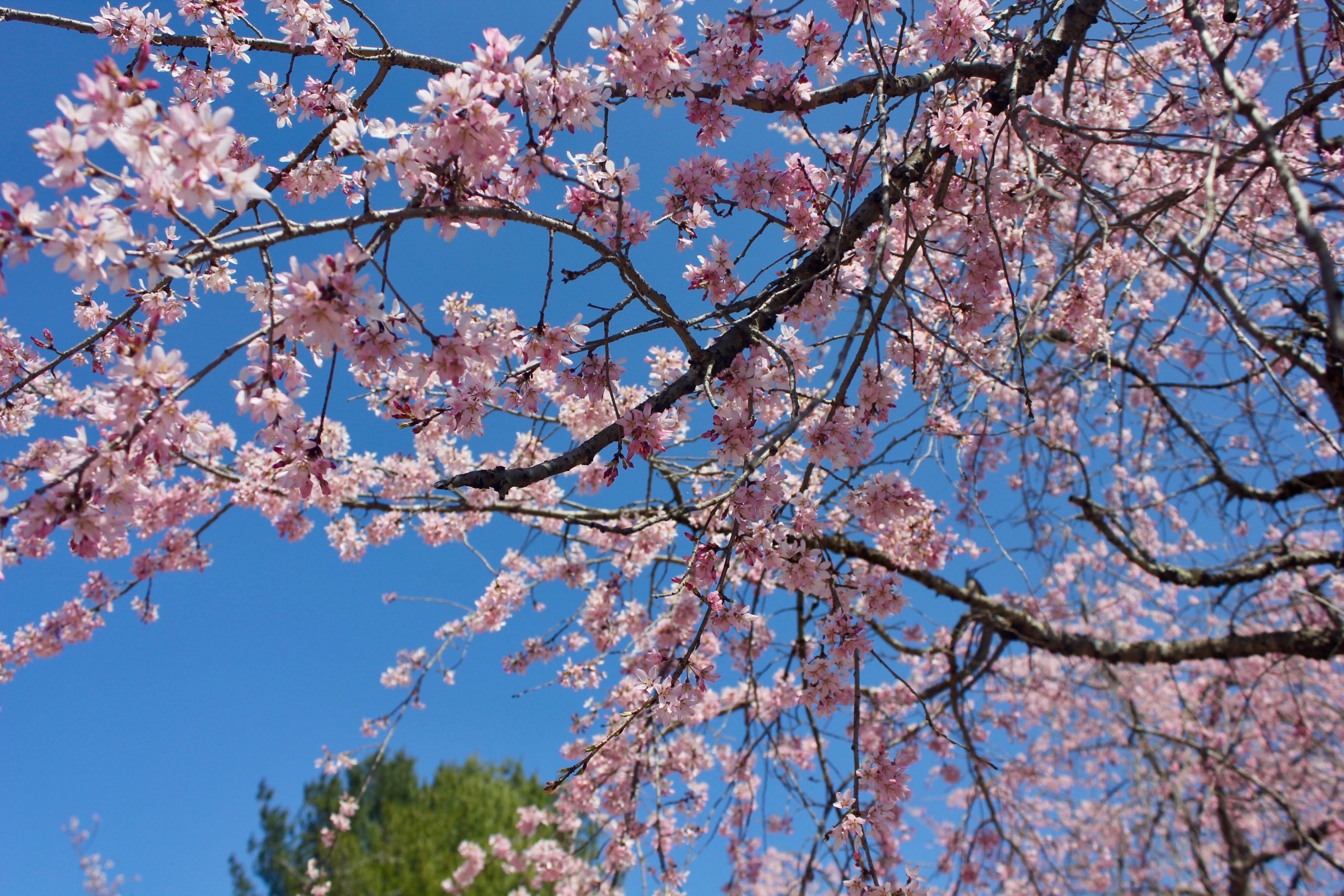 CherryBlossoms.MeadowLark